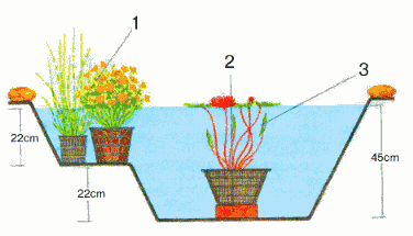 размещение цветов в водоеме