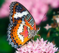 как разводить бабочек в домашних условиях